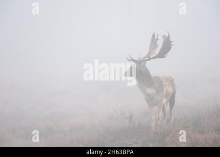 cervo matto in nebbia fitta su una brughiera,cerco dama,ottobre,assia,germania,europa Foto Stock