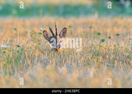 roebuck (capreolus capreolus) nella prima luce del mattino in un campo di grano, luglio, estate, assia, germania Foto Stock