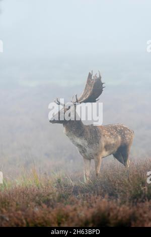 cervo matto in nebbia fitta su una brughiera,cerco dama,ottobre,assia,germania,europa Foto Stock