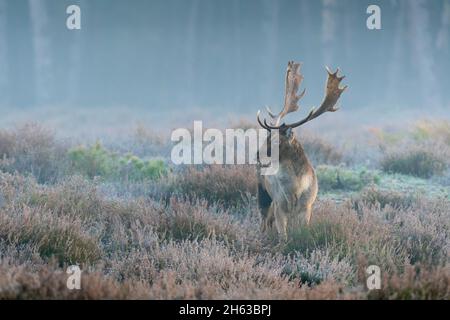 cervo matto in nebbia fitta su una brughiera,cerco dama,ottobre,assia,germania,europa Foto Stock