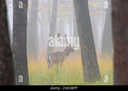 cervo matto nella nebbia mattutina in una pineta,cervus dama,ottobre,assia,germania Foto Stock