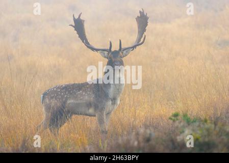 cervo in nebbia fitta su uno spazio aperto,cervus dama,ottobre,assia,europa Foto Stock