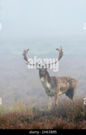 cervo matto in nebbia fitta su una brughiera,cerco dama,ottobre,assia,germania,europa Foto Stock