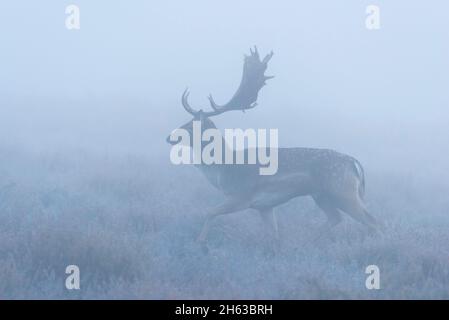 cervo matto in nebbia fitta su una brughiera,cerco dama,ottobre,assia,germania,europa Foto Stock