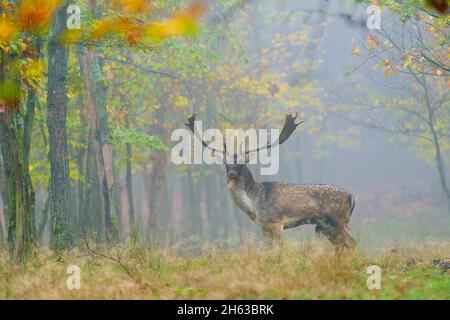 cervo matto nella nebbia mattutina,cerco dama,ottobre,assia,germania,europa Foto Stock