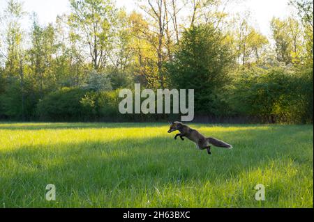 la volpe rossa insegue i topi in un prato, vulpes vulpes, aprile, assia, germania Foto Stock