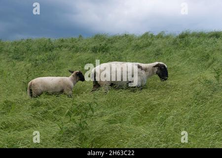 pecora con un piccolo agnello sulla diga a friburgo an der elbe, germania. Foto Stock