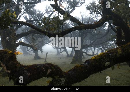 foresta di laurel nelle alture nebbia dell'isola di madeira. Foto Stock