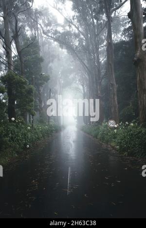 una strada bagnata e caratteristici alberi di eucalipto sull'isola di madeira. Foto Stock