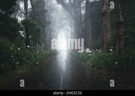 una strada bagnata e caratteristici alberi di eucalipto sull'isola di madeira. Foto Stock