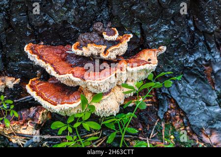 legno incantato e vegetazione fresca dopo un incendio boschivo Foto Stock