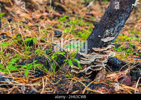 legno incantato e vegetazione fresca dopo un incendio boschivo Foto Stock