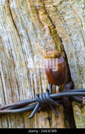ghiande mature appese su filo spinato Foto Stock