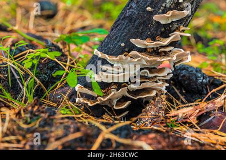 legno incantato e vegetazione fresca dopo un incendio boschivo Foto Stock