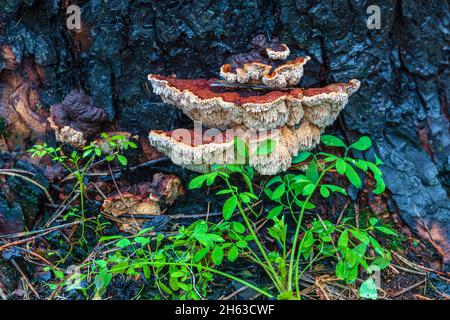 legno incantato e vegetazione fresca dopo un incendio boschivo Foto Stock