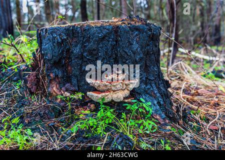 legno incantato e vegetazione fresca dopo un incendio boschivo Foto Stock