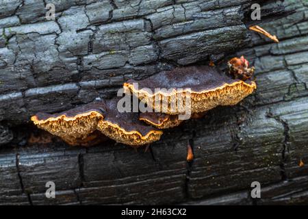 legno incantato e vegetazione fresca dopo un incendio boschivo Foto Stock