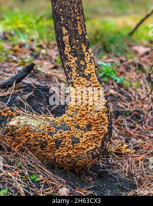 legno incantato e vegetazione fresca dopo un incendio boschivo Foto Stock