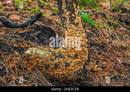 legno incantato e vegetazione fresca dopo un incendio boschivo Foto Stock