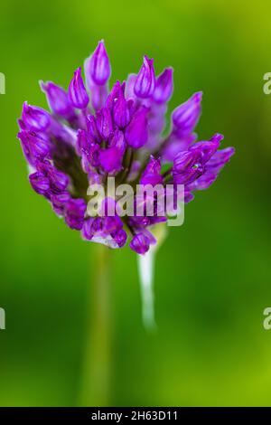 cipolla ornamentale, porro fiorito, primo piano Foto Stock