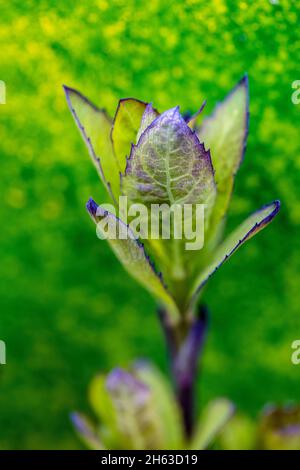 campanula perficifolia, foglie di fogliame Foto Stock