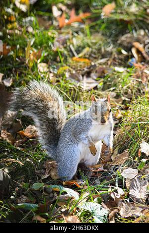 Foto da vicino dello scoiattolo nel parco. Foto Stock