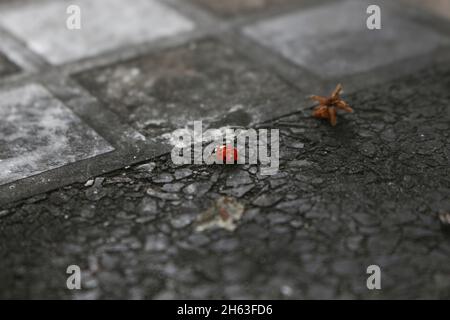 vecchia scacchiera con un ladybug in un parco pubblico. Foto Stock