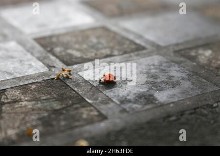 vecchia scacchiera con un ladybug in un parco pubblico. Foto Stock