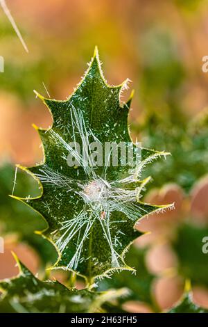 holly / cristo spina (ilex aquifolium), gelo di bue, cristalli di ghiaccio Foto Stock