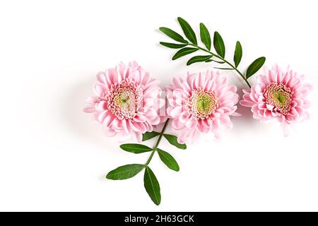 crisantemi rosa con rametti verdi su sfondo bianco. delicati fiori autunnali. Sfondo di fiori botanici Foto Stock