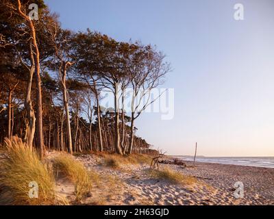 flotsam, dune e foresta sulla spiaggia ovest di darß Foto Stock