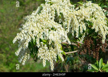 germania,baden-wuerttemberg,erica d'uva,mirto d'uva,leucothoe fontanesiana syn. l. catesbaei,l. walteri,famiglia delle eriche Foto Stock