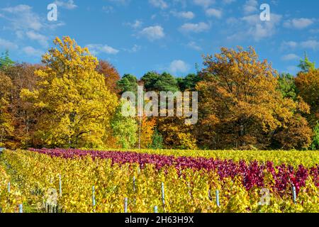 germania,baden-wuerttemberg,kernen-stetten nel remstal,foglie di vite rosse e gialle nel vigneto del villaggio di stetten sulla strada del vino württemberg. Foto Stock