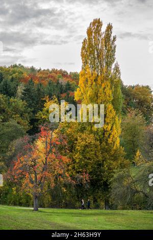 il pioppo piramidale,populus nigra 'italica' è una forma del pioppo nero,davanti ad esso un pero con foglie rosse sul prato. Foto Stock