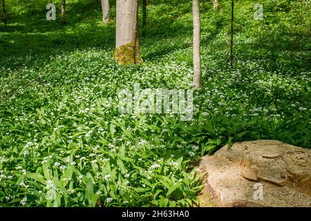 aglio selvatico nel nollenwald vicino a metzingen Foto Stock