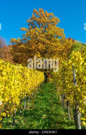 germania, baden-wuerttemberg, kernen-stetten nel remstal, foglie di vite gialle nel vigneto del villaggio di stetten sulla strada del vino württemberg. Foto Stock