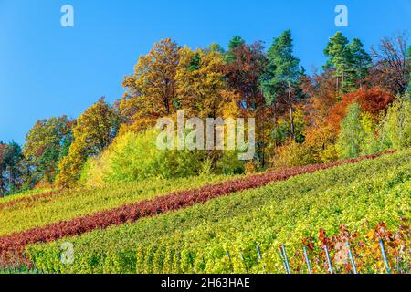 germania,baden-wuerttemberg,kernen nel remstal,vigneto con foglie autunnali colorate ai margini della foresta vicino stetten nel remstal. Foto Stock