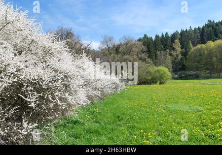 germania,baden-wuerttemberg,gammertingen,blackthorn,sloe,blackthorn nella riserva naturale fehlatal,valle della fehla,affluente del lauchert. l'idilliaca area escursionistica si trova nel geopark alb svevo. Foto Stock