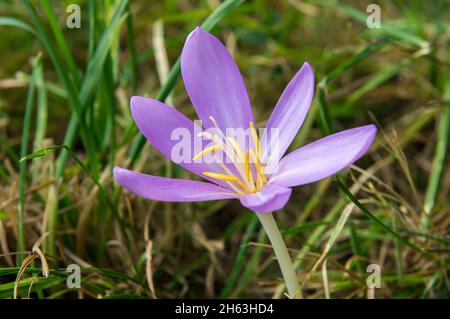 germania,baden-württemberg,herbstzeitlose,herbst-zeitlose,colchicum autumnale,pianta velenosa Foto Stock