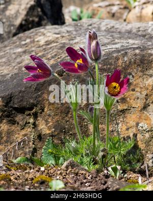 germania,baden-wuerttemberg,tuebingen,fiore rosso di pasque,pulsatilla rubra Foto Stock