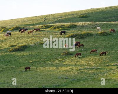 american west, dude ranch, cavalli al pascolo in collina, usa, wyoming, sheridan, eaton ranch Foto Stock