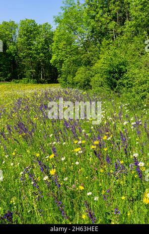 germania,baden-württemberg,salvia pratensis e marguerite - leuchanthemum vulgare,salvia pratensis,salvia pratensis,prateria, prateria, prateria, prateria blu, margherite, menta, lamiaceae, fiore, prato fiorito, salvia pratensis, leuchanthemum vulgare Foto Stock