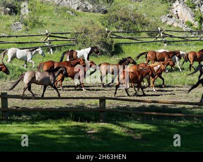 ovest americano, animali, cowboy, cowgirls, ranch del dude, mammiferi, roundup del cavallo del mattino, all'aperto, cavalli da corsa, stati uniti, wyoming, montagne dei bighorn, ranch di eaton Foto Stock