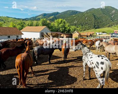 ovest americano, cavalli in corral, usa, wyoming, montagne bighorn, ranch eaton Foto Stock