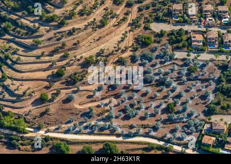 vista aerea, alberi di mandorle in fiore nel paesaggio terrazzato, valldemossa, mallorca, isole baleari, spagna Foto Stock