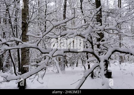 foresta mista molto nevosa in inverno con molta neve, rami degli alberi coperti di neve Foto Stock