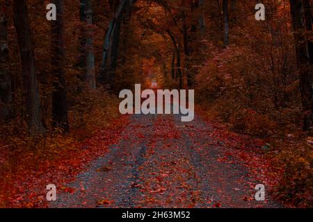 strada forestale in ghiaia in una foresta di querce, foglie d'autunno sulla strada, colori autunnali molto forti Foto Stock