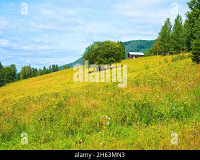 europa,svezia,provincia di jämtland,prati alpini con fattoria vicino ragunda,tansy fiorito giallo Foto Stock