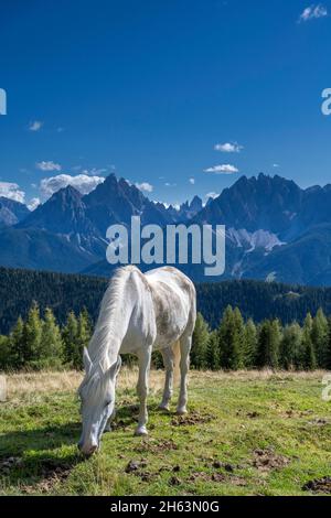 toblach,provincia di bolzano,alto adige,italia. cavallo sulla cima della hühnerspiel sotto il pfannhorn toblacher. sullo sfondo le dolomiti di sesto con le dreischusterspitze,drei zinnen e haunold Foto Stock