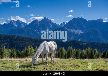 toblach,provincia di bolzano,alto adige,italia. cavallo sulla cima della hühnerspiel sotto il pfannhorn toblacher. sullo sfondo le dolomiti di sesto con le dreischusterspitze,drei zinnen e haunold Foto Stock